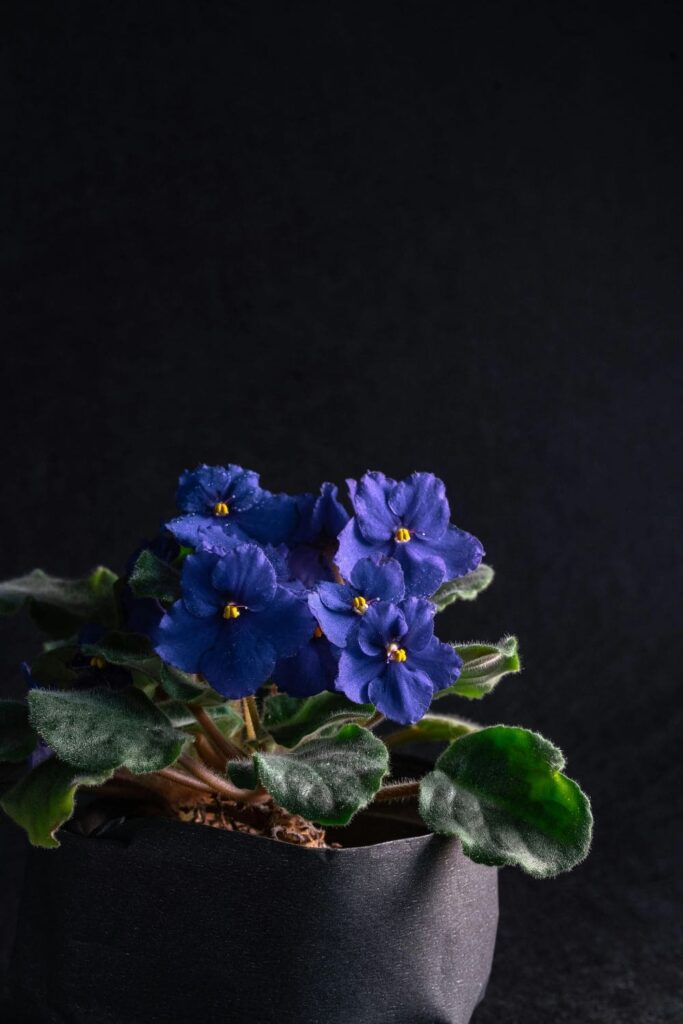 African Violet