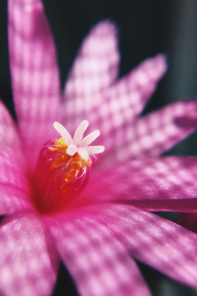 Christmas Cactus