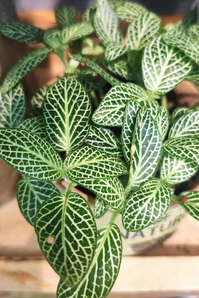 Peperomia plant