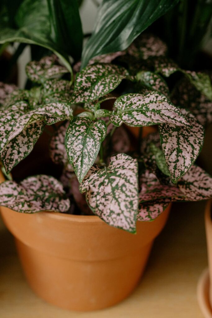 Polka Dot Plant