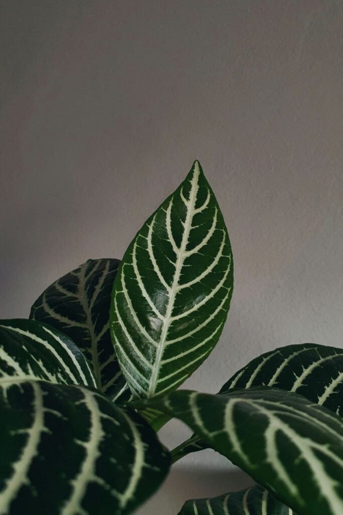 Zebra Plant