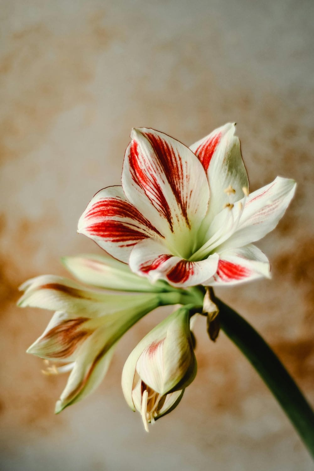 Amaryllis flower