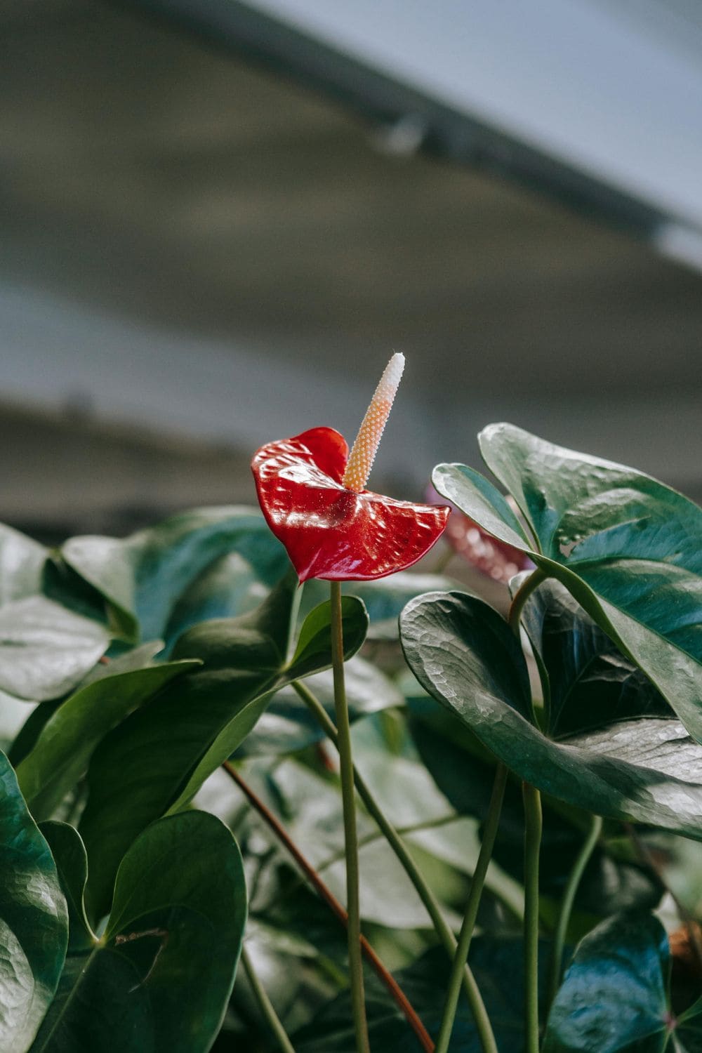 Anthurium flower