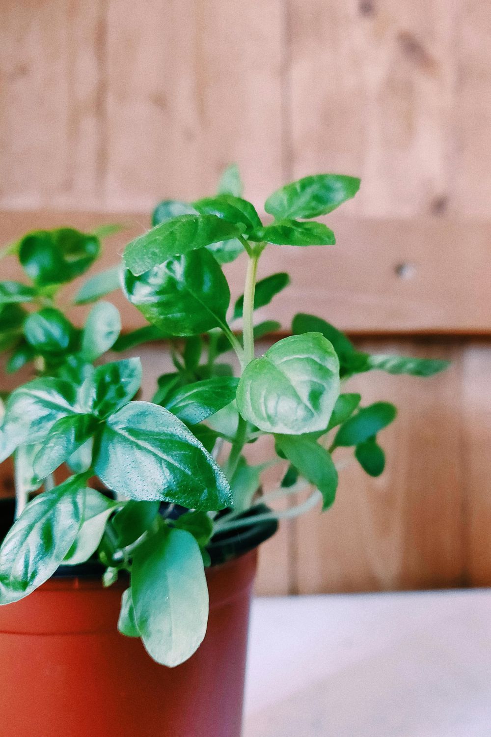 Basil Plant