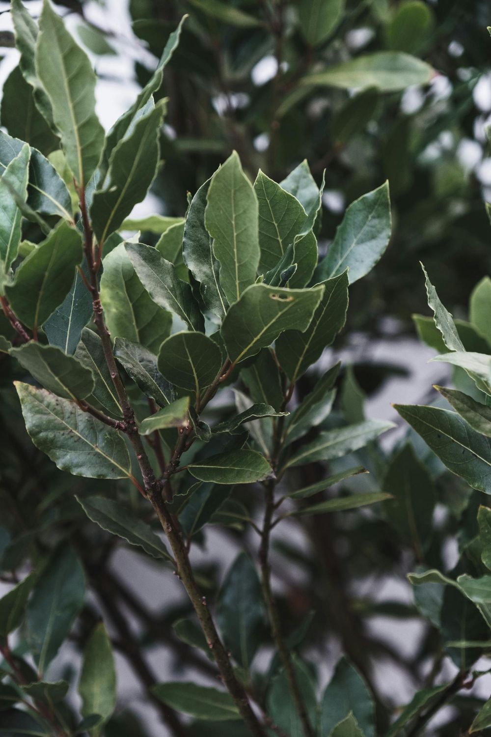 Bay Laurel Plant