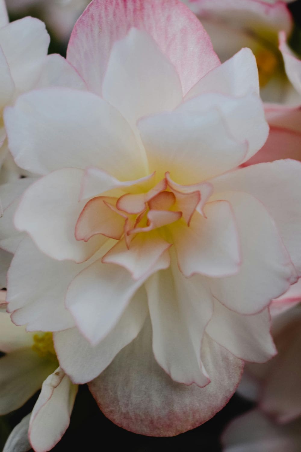 Begonia Flower