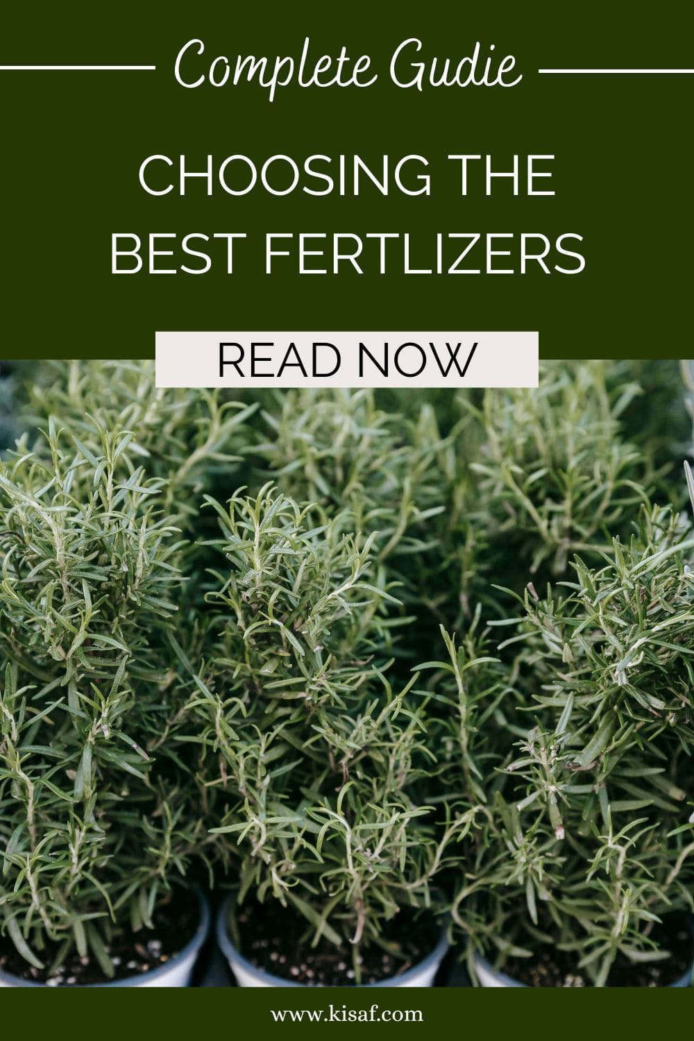 Best Fertilizers for Indoor Plants