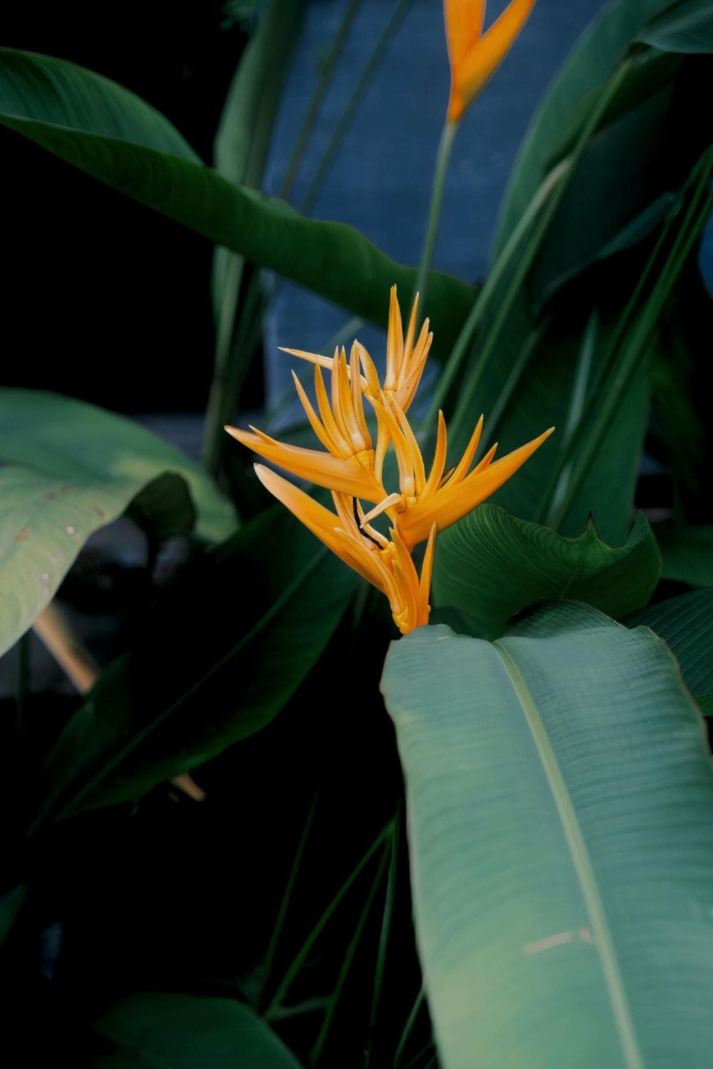 Bird of Paradise Strelitzia reginae