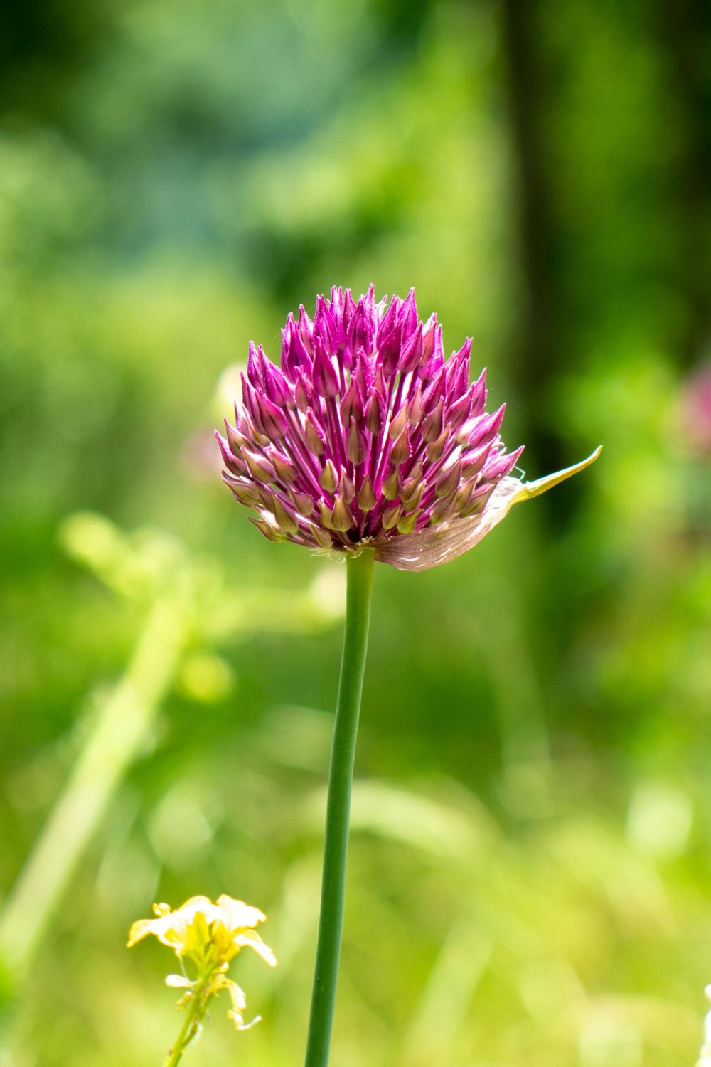 Chives Plant Flower