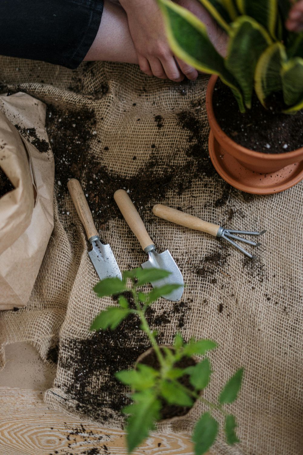 Photo Of A Plant With Soil Around It