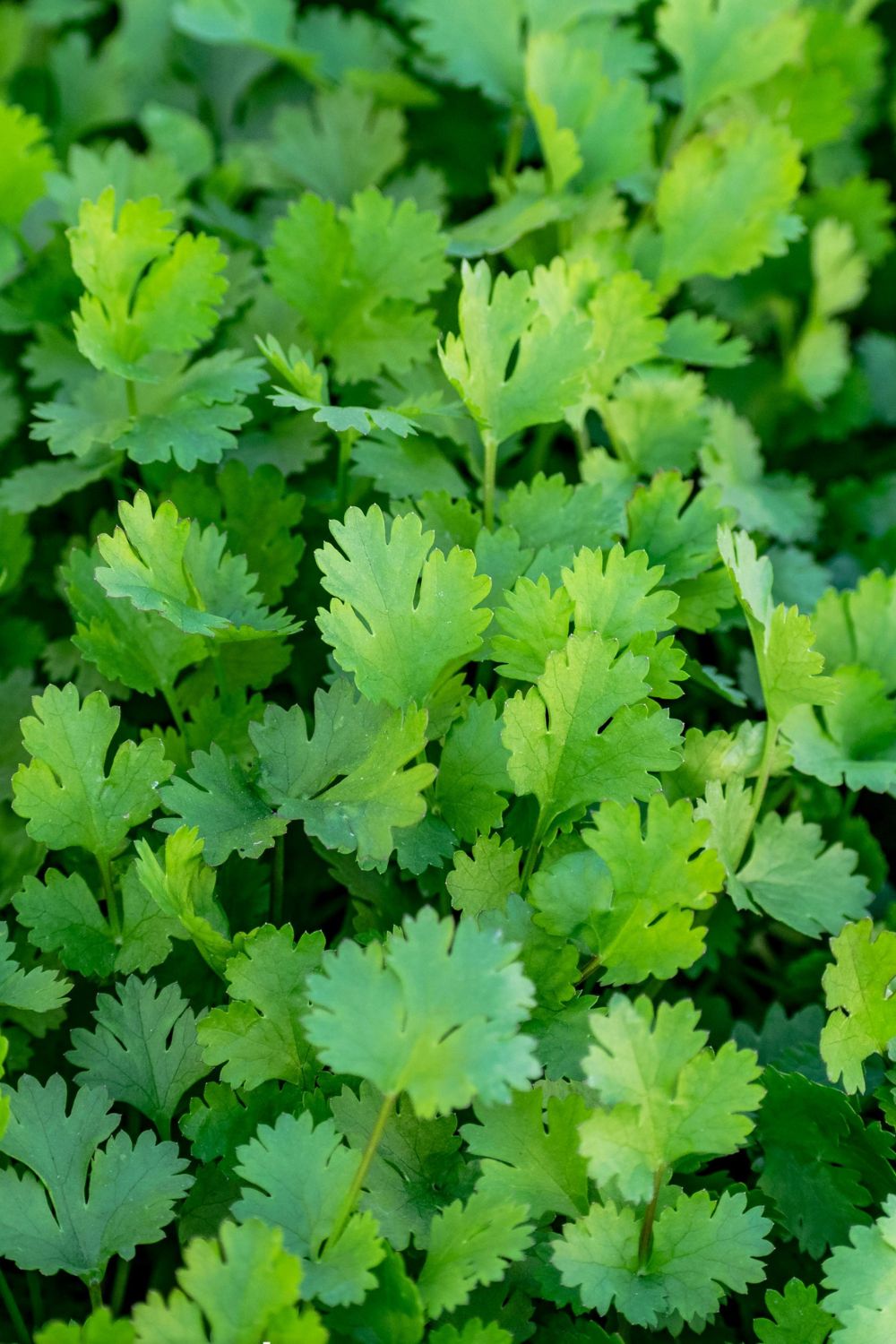 Cilantro Plant