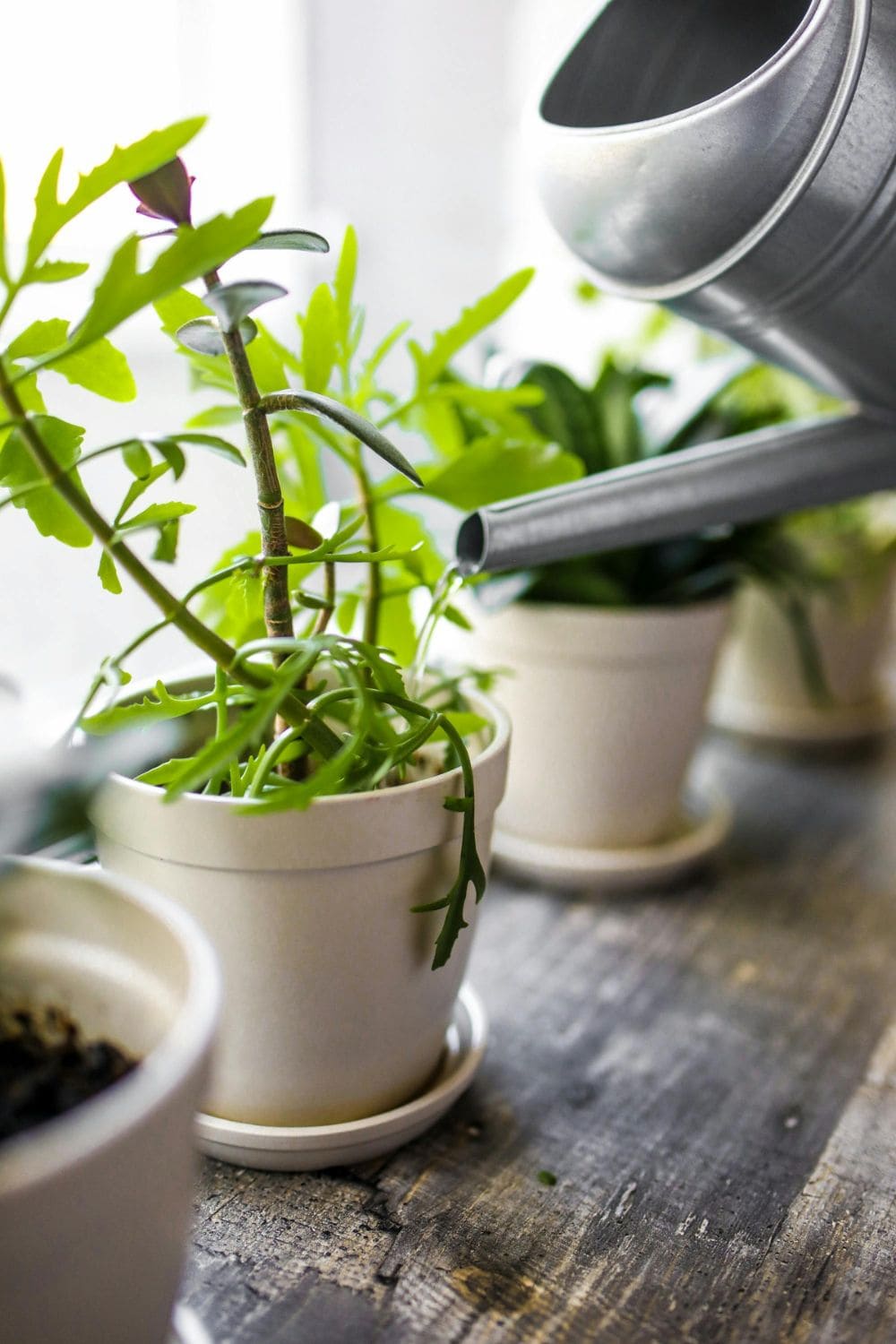 Close Up Image Of Watering A Plant