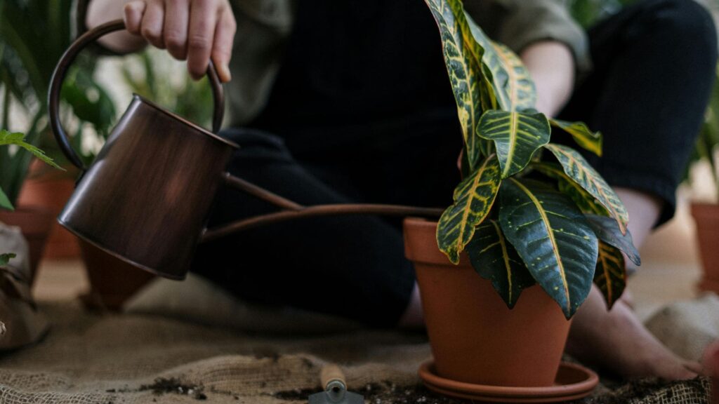 Featured Image For Tips For Watering Plants