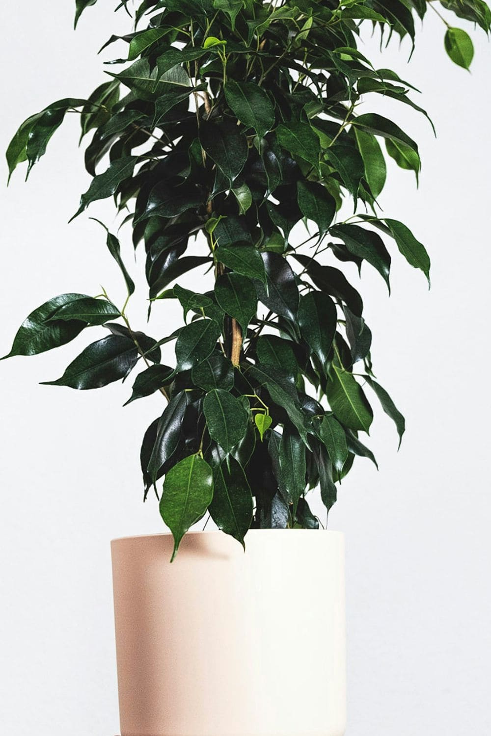 Ficus benjamina