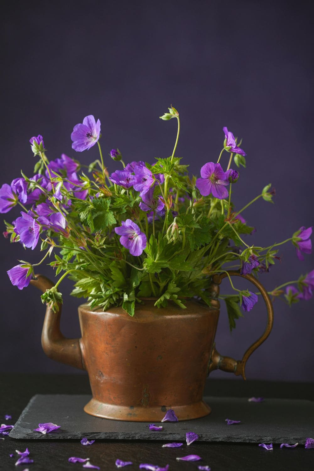 Geranium flower