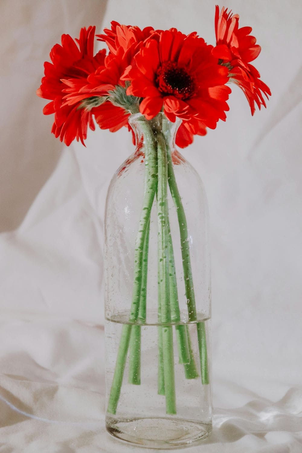 Gerbera Daisies