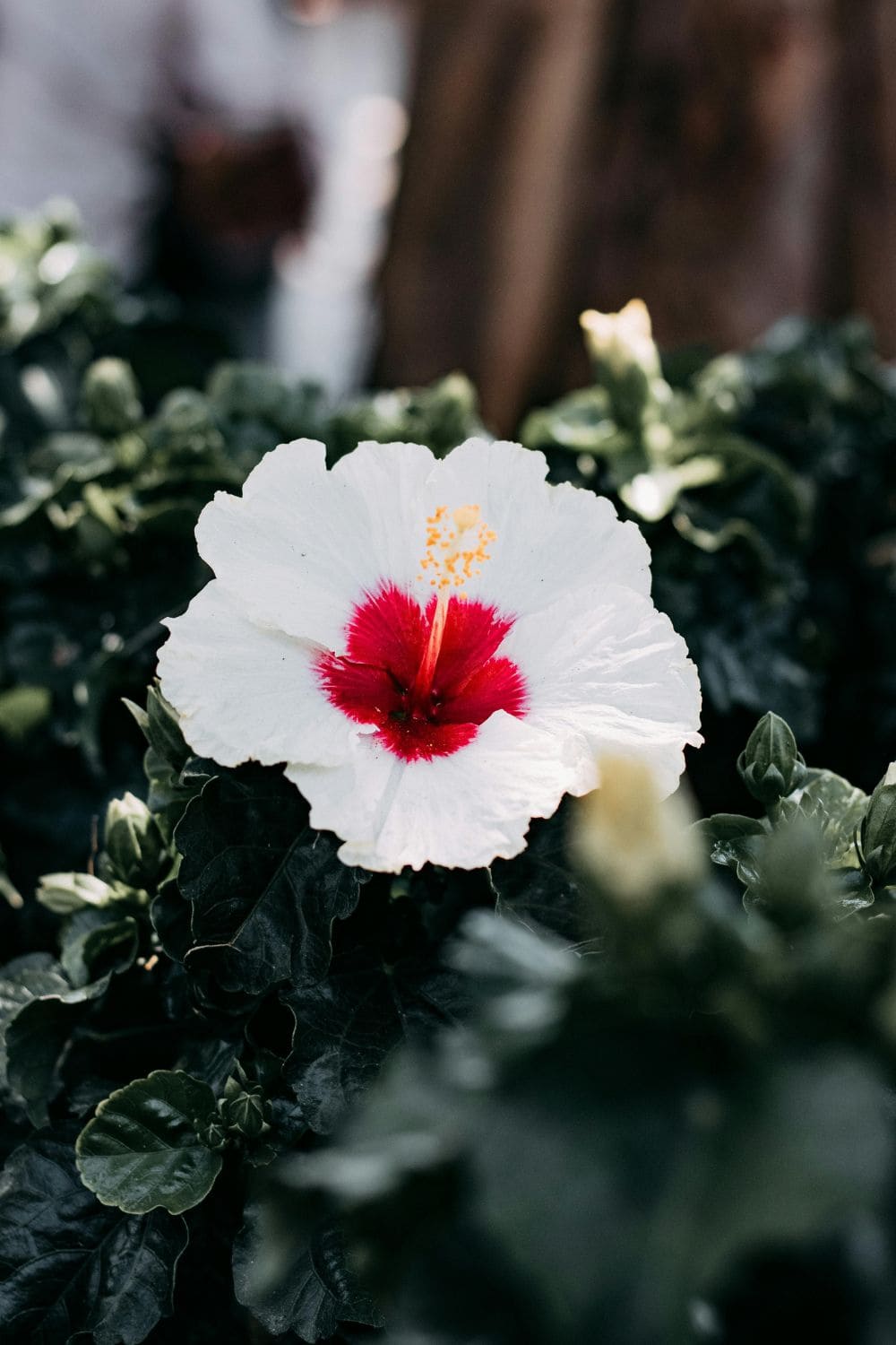 Hibiscus flower