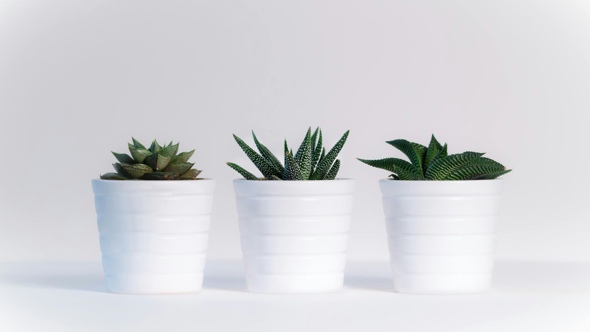 Indoor House Plants for Beginners