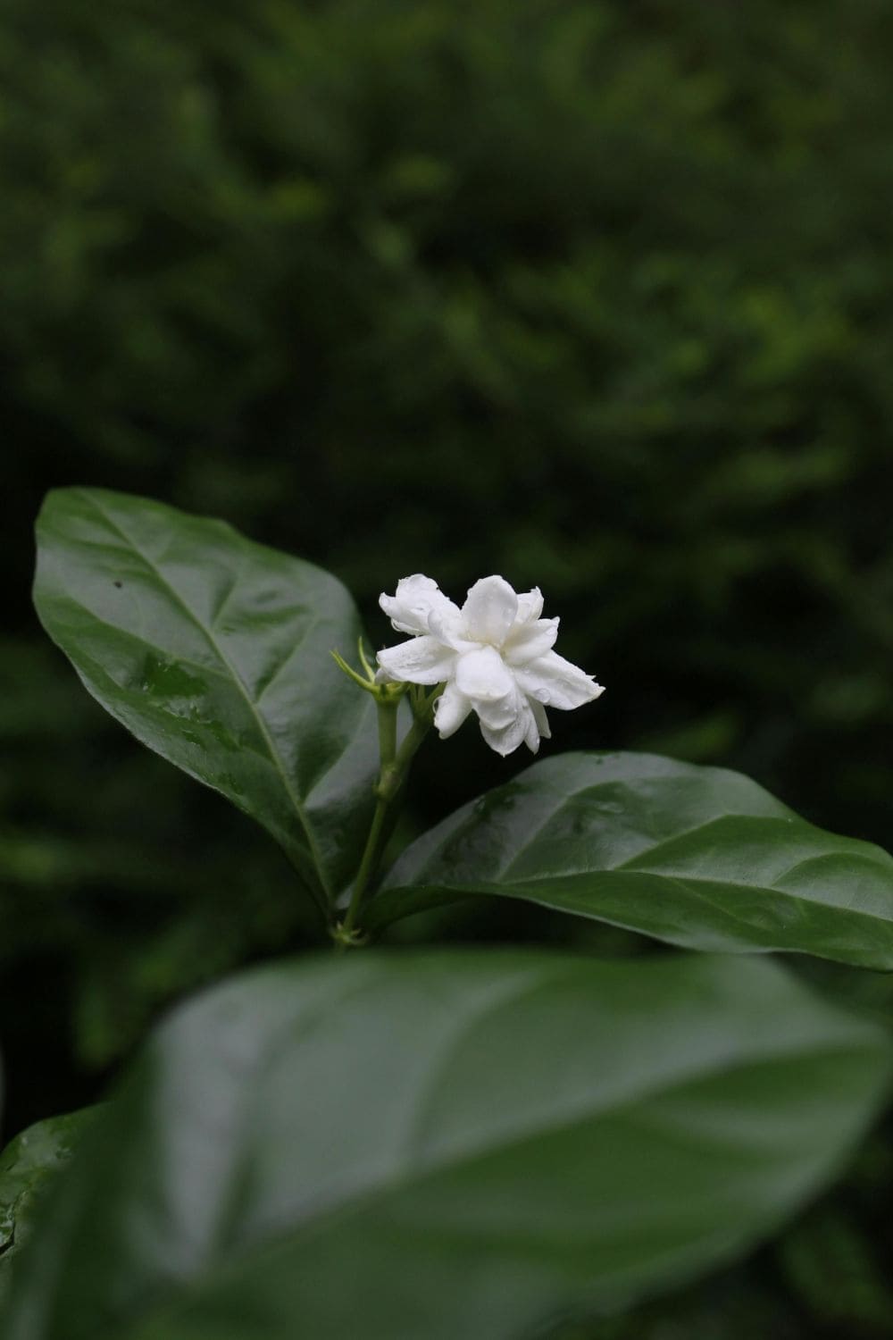 Jasmine Flower