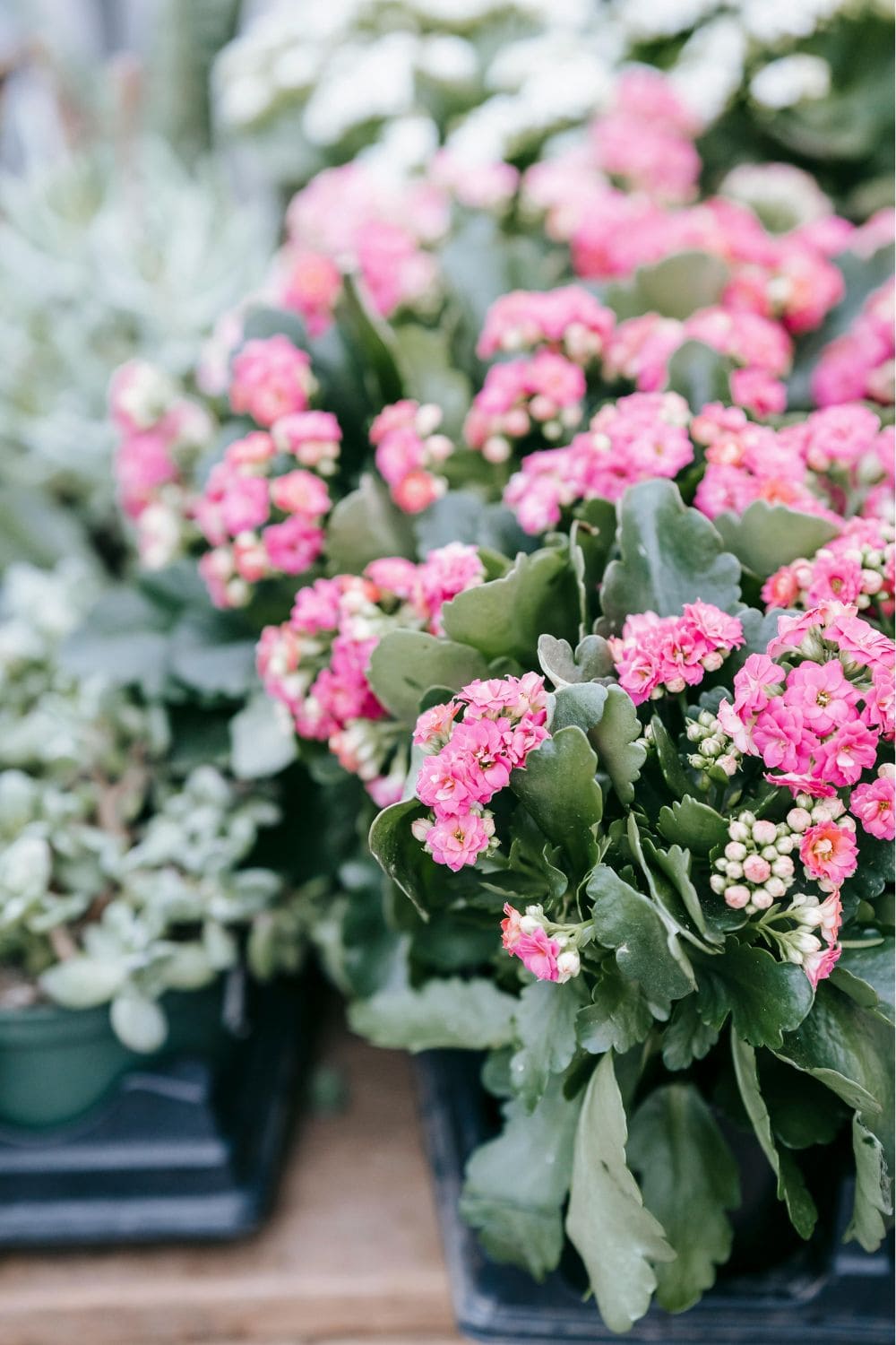 Kalanchoe flowers