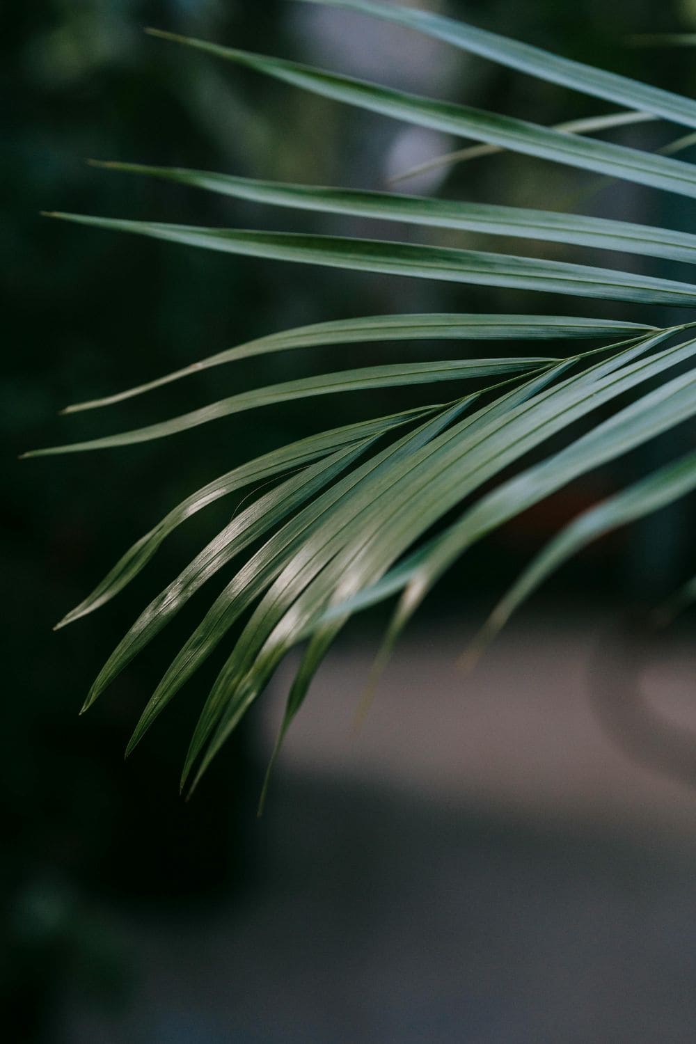 Kentia Palm Howea forsteriana