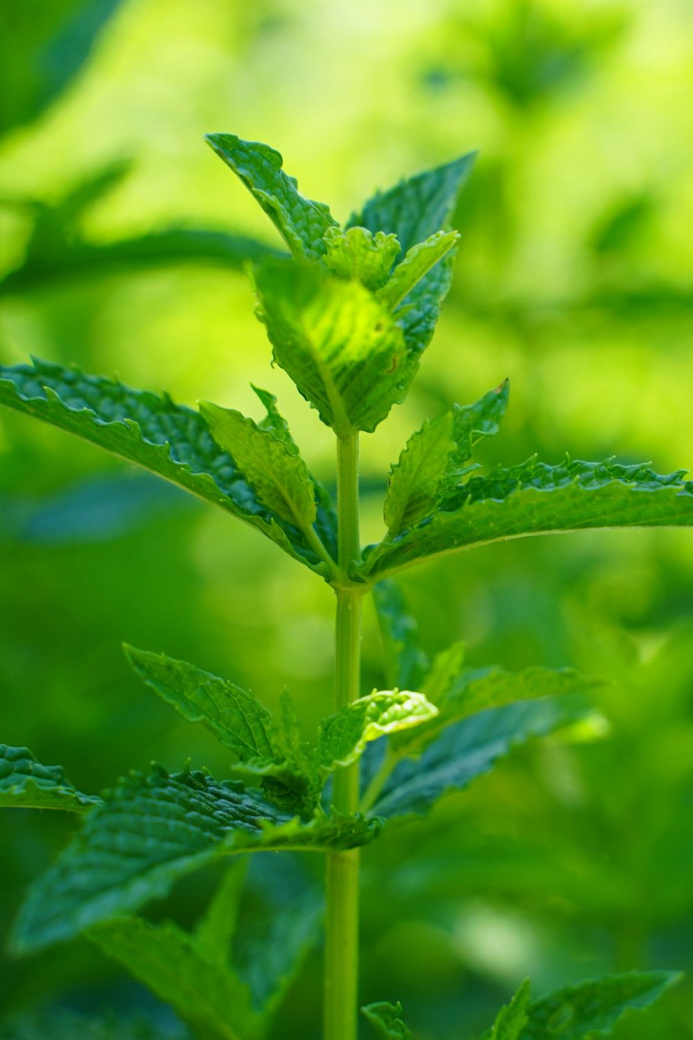 Lemon Balm Plant