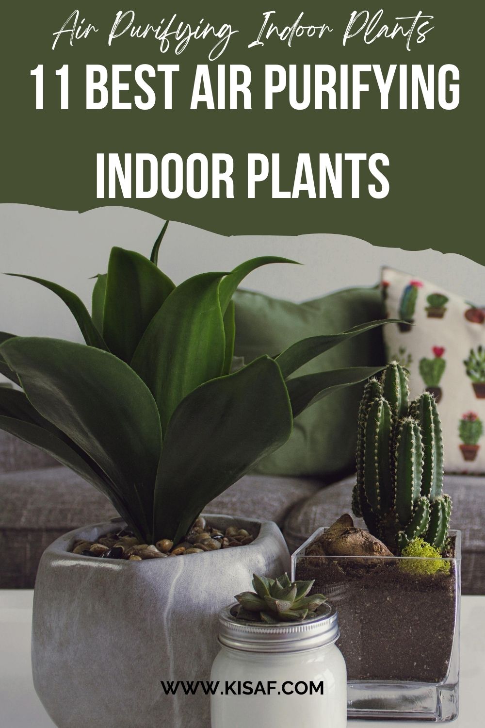 Low-Light Air-Purifying Indoor Plants