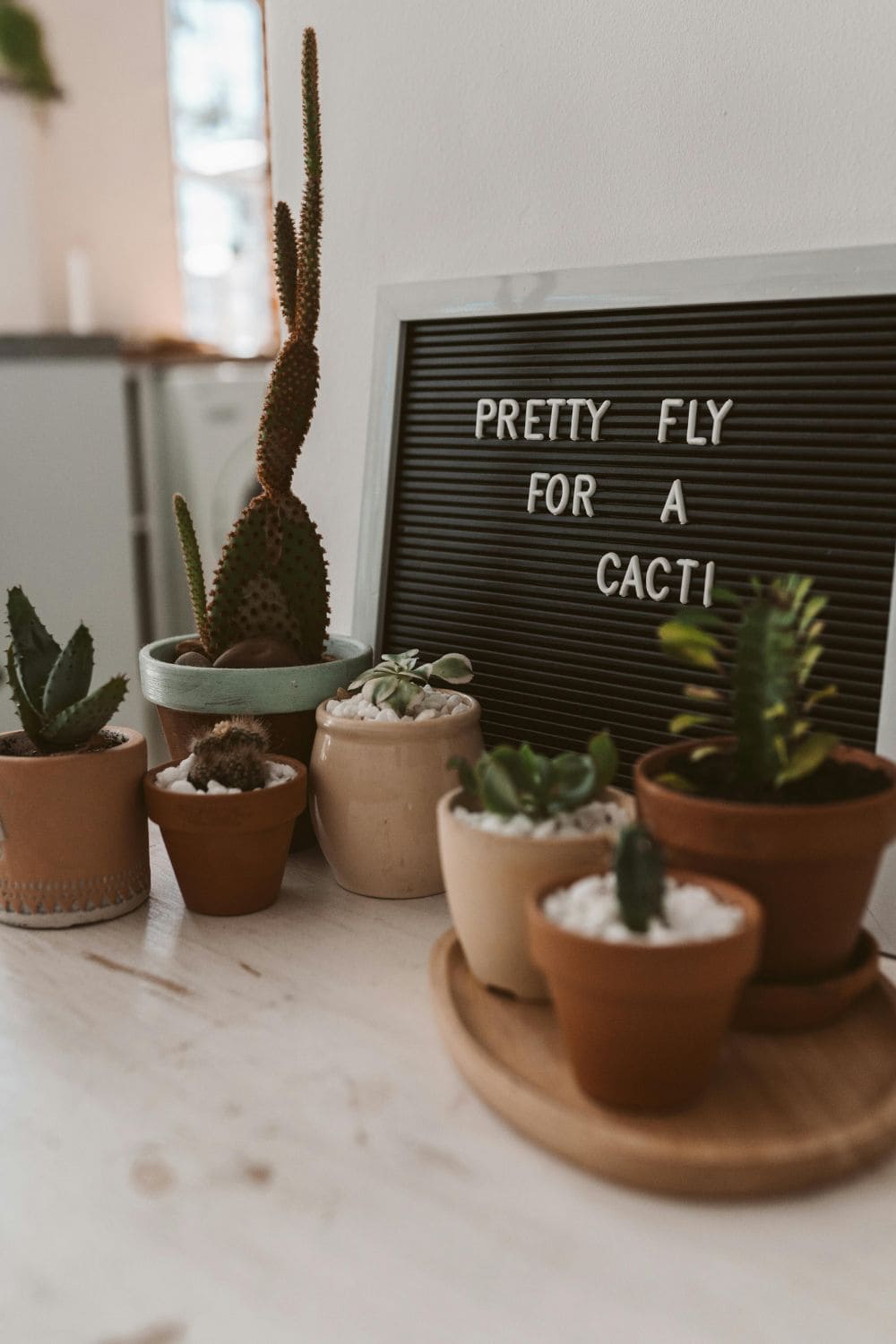 Many cactus on a table