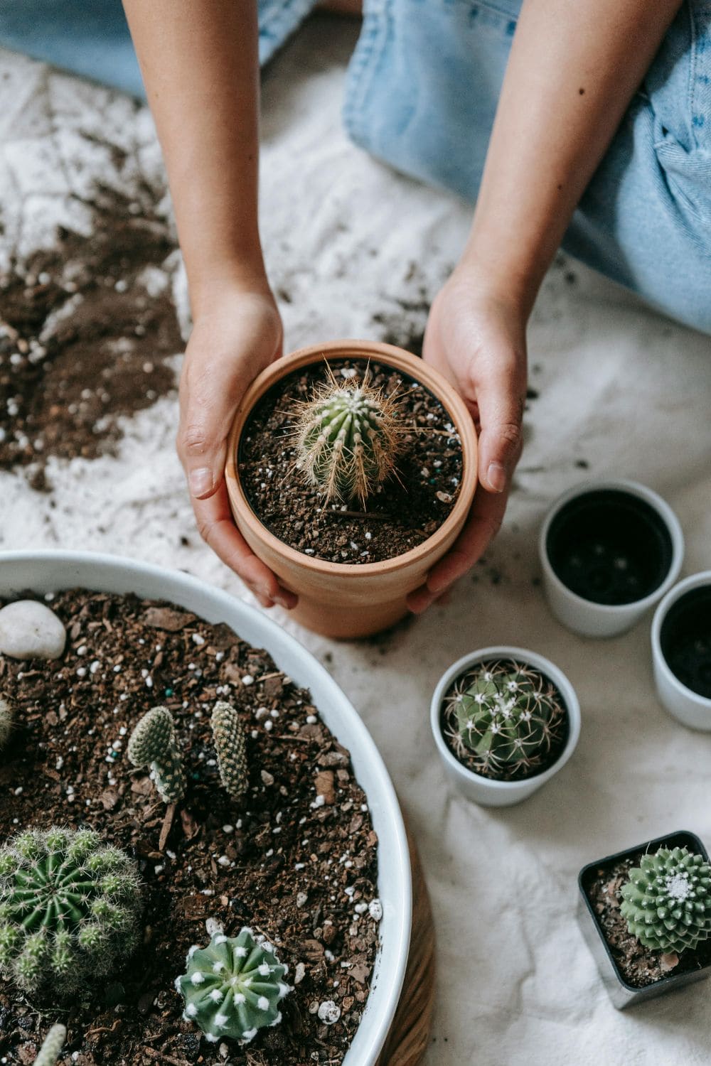 Many different types of cactus