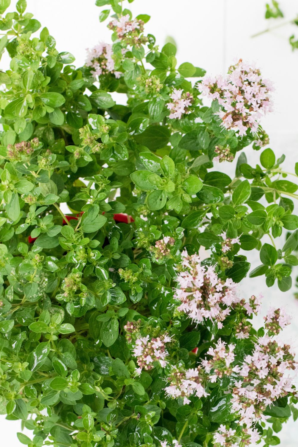 Marjoram Plant