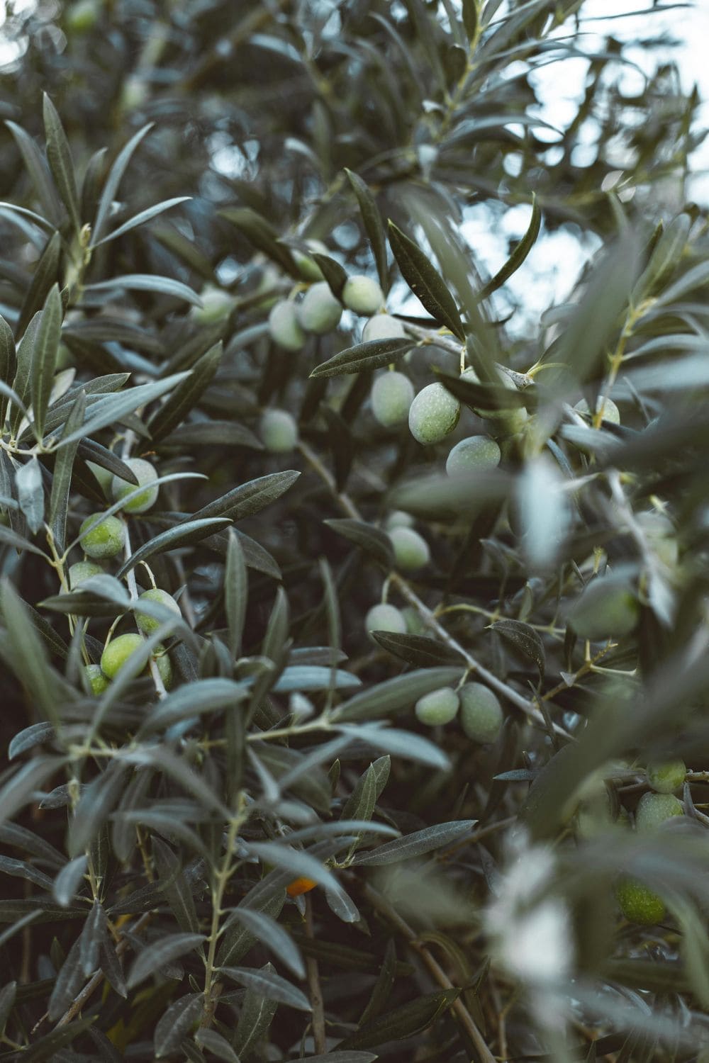 Olive Tree Olea europaea