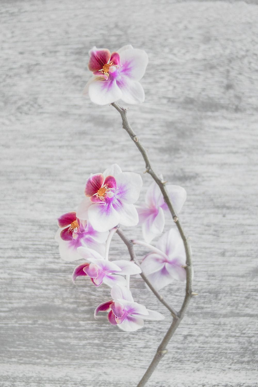 Orchid Flower