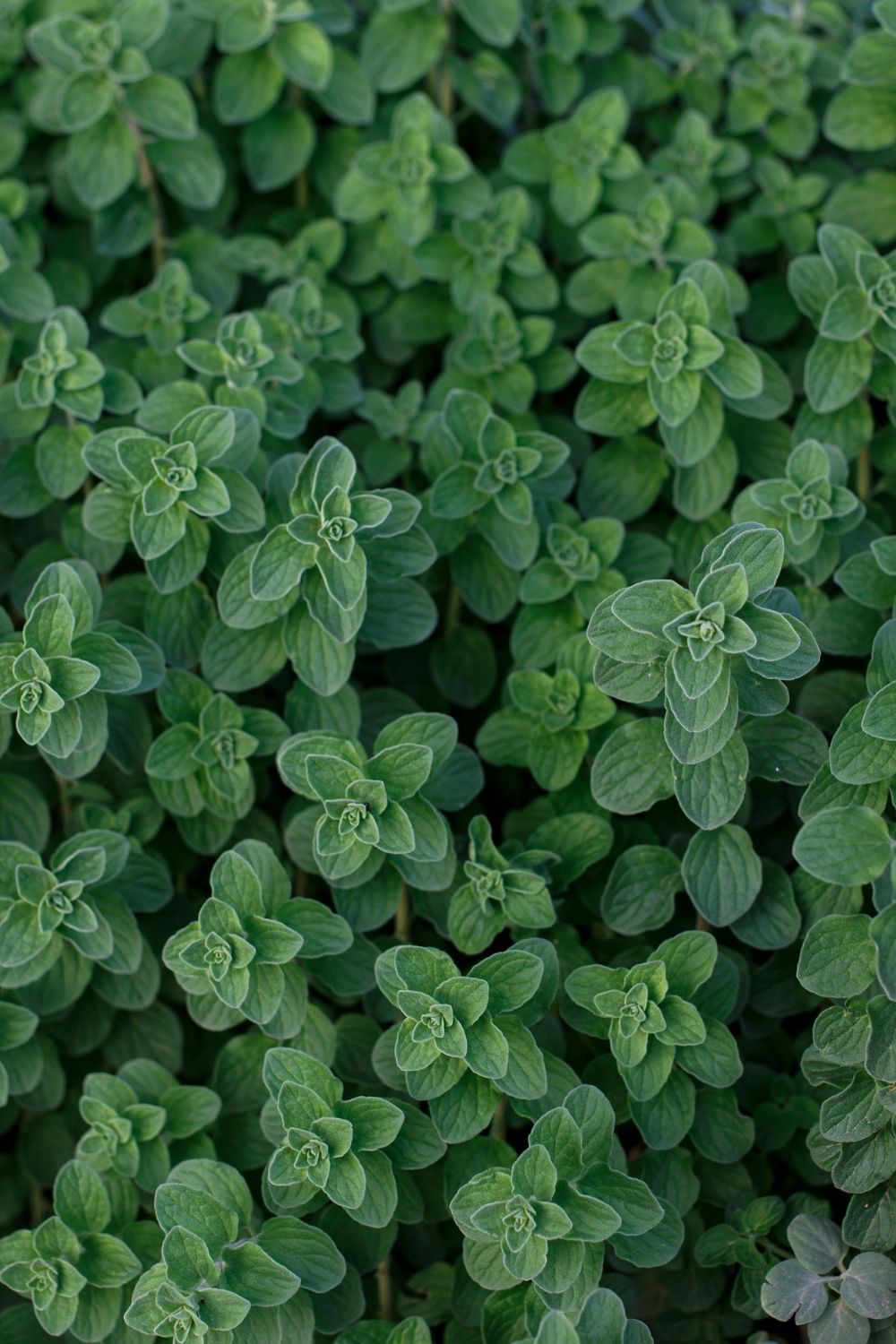 Oregano Plant