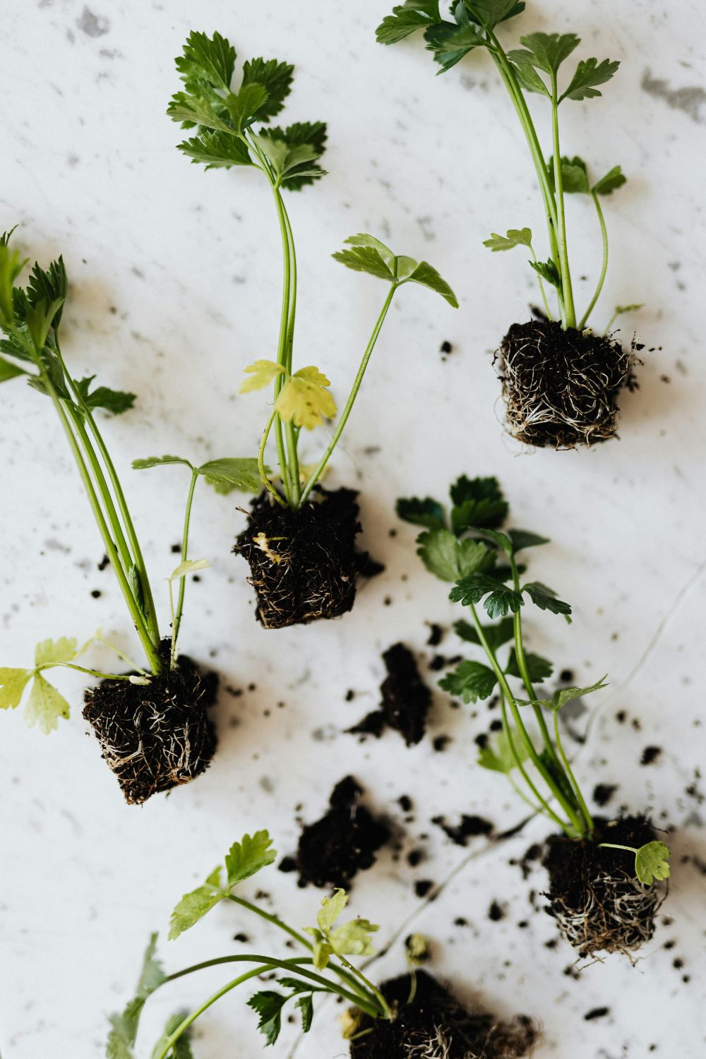 Parsley Plant