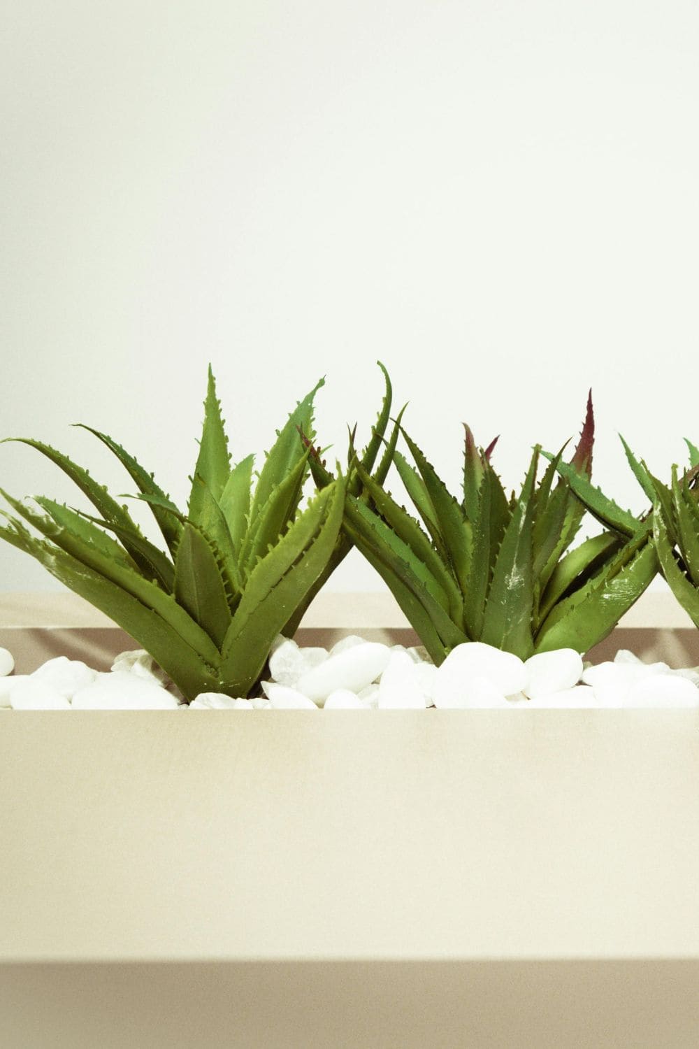 Photo Of Aloe Vera