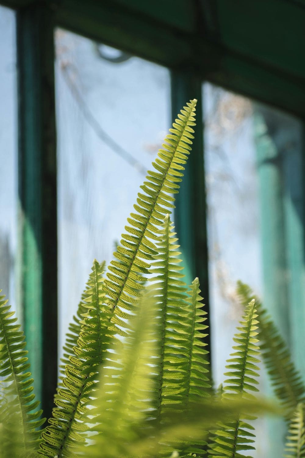 Photo Of Boston Fern