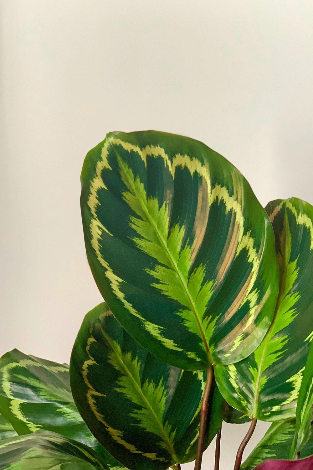 Photo Of Calathea