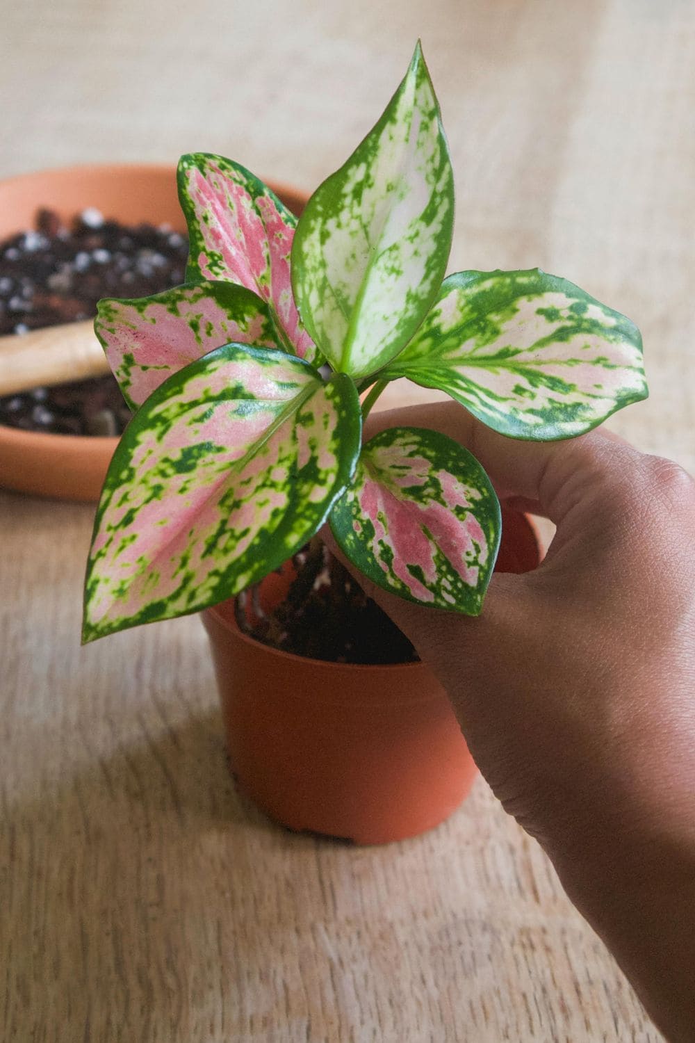 Photo Of Chinese Evergreen