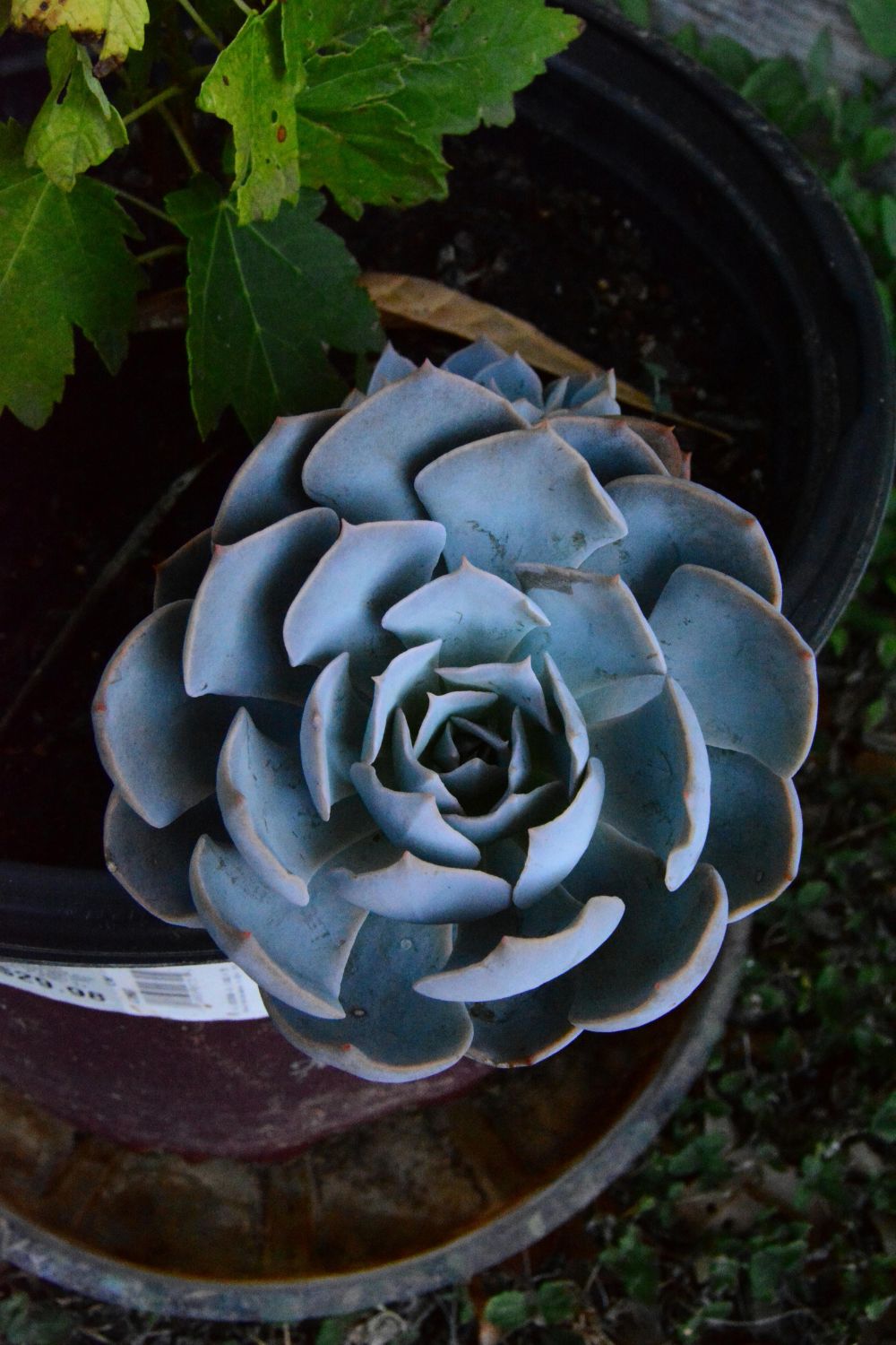 Photo Of Echeveria