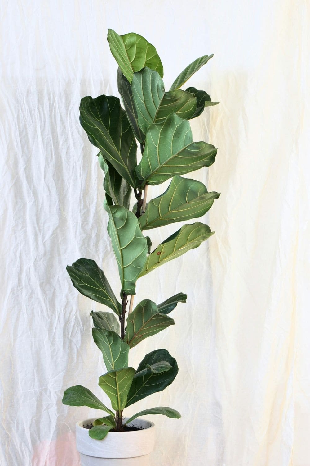 Photo Of Fiddle Leaf Fig