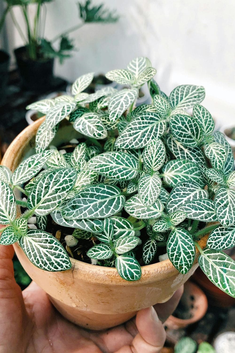 Photo Of Fittonia