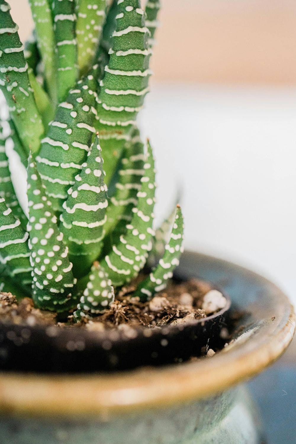 Photo Of Haworthia