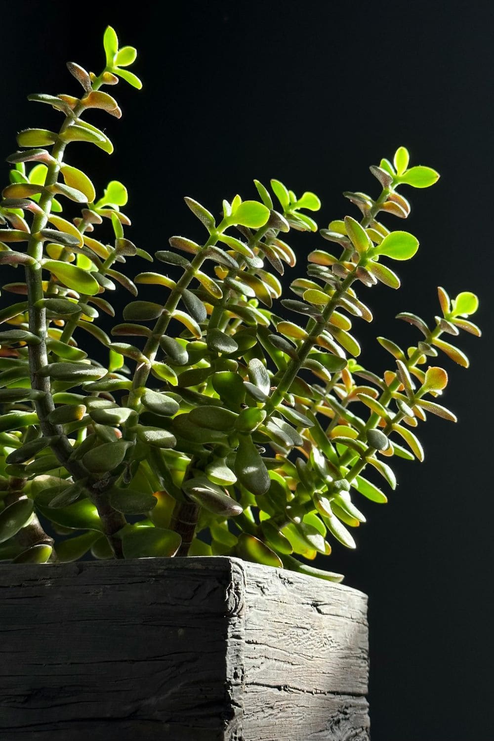 Photo Of Jade Plant