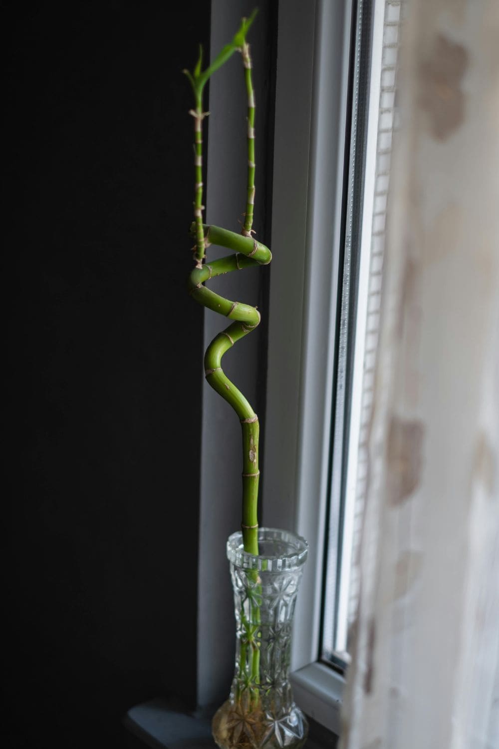 Photo Of Lucky Bamboo