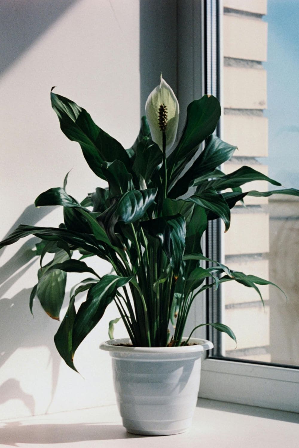 Photo Of Peace Lily