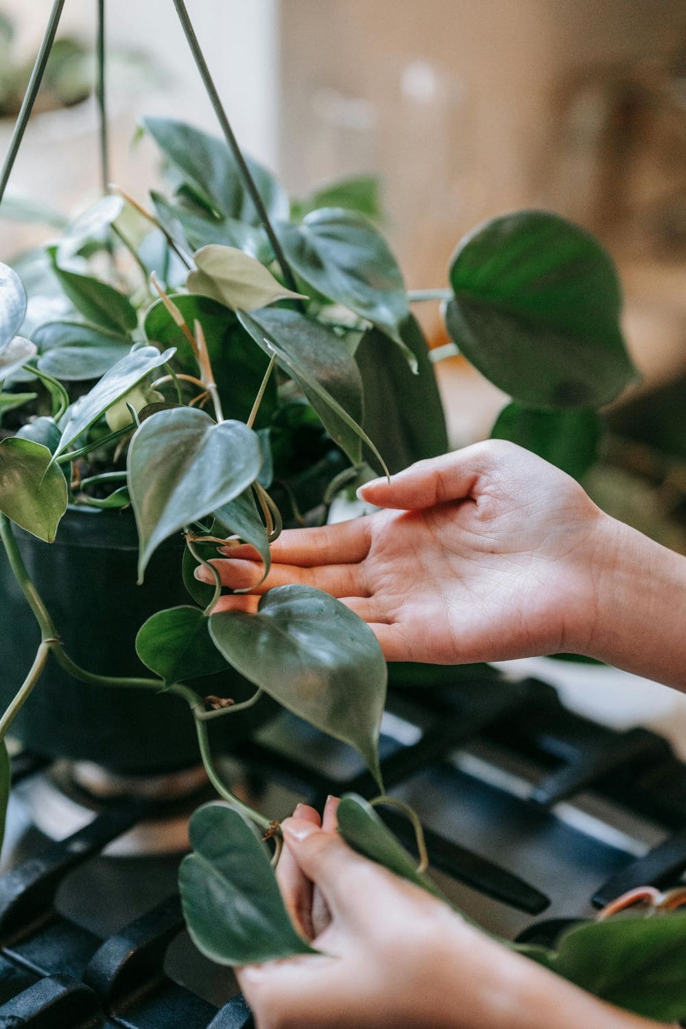 Photo Of Philodendron