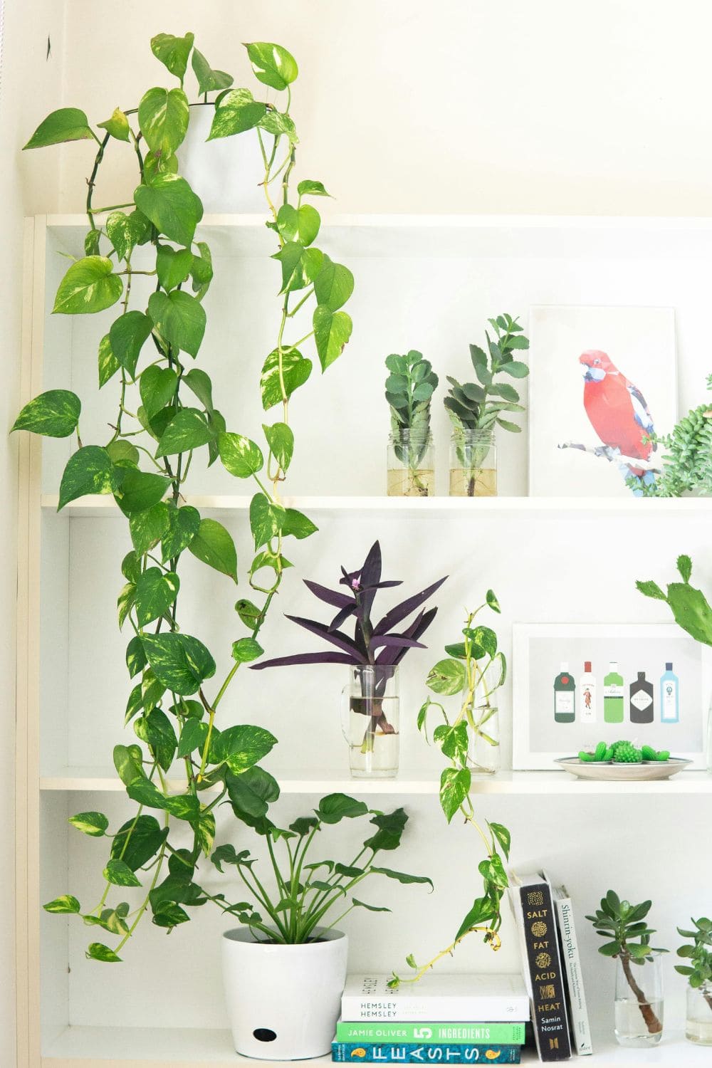 Photo Of Pothos