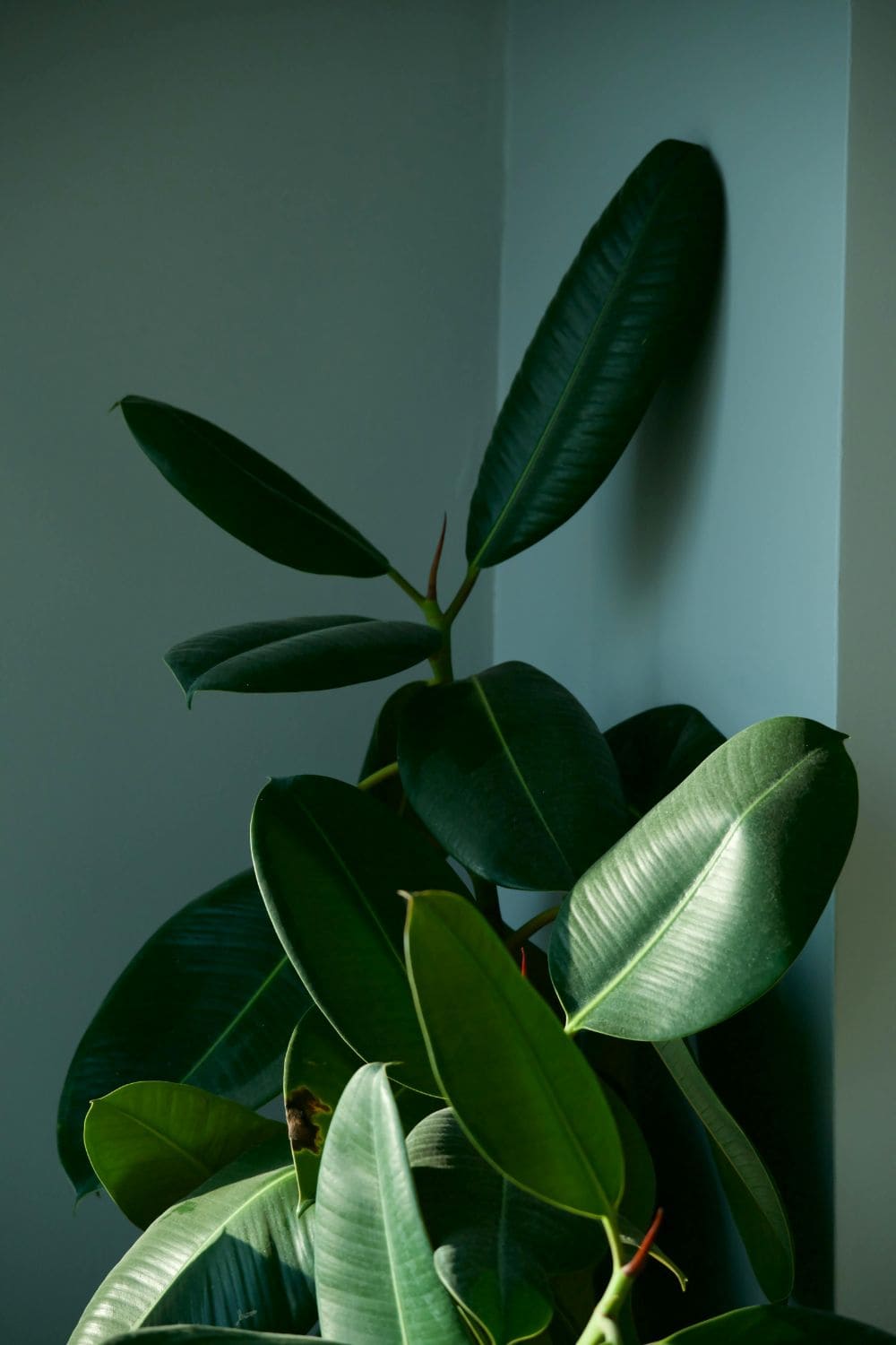 Photo Of Rubber Plant