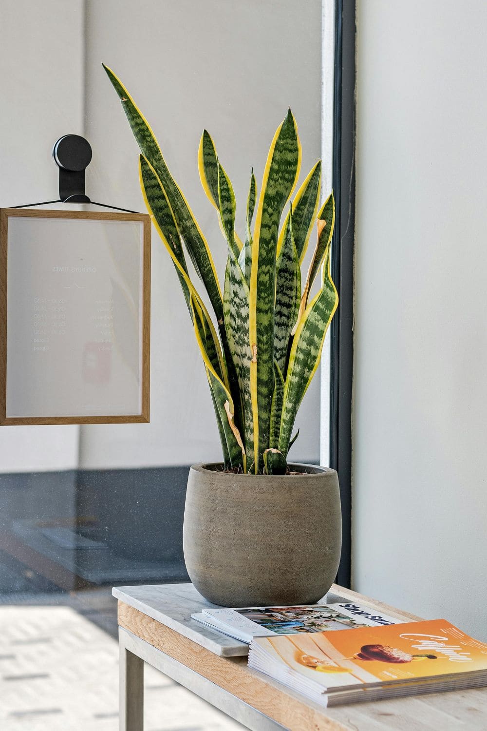 Photo Of Snake Plant