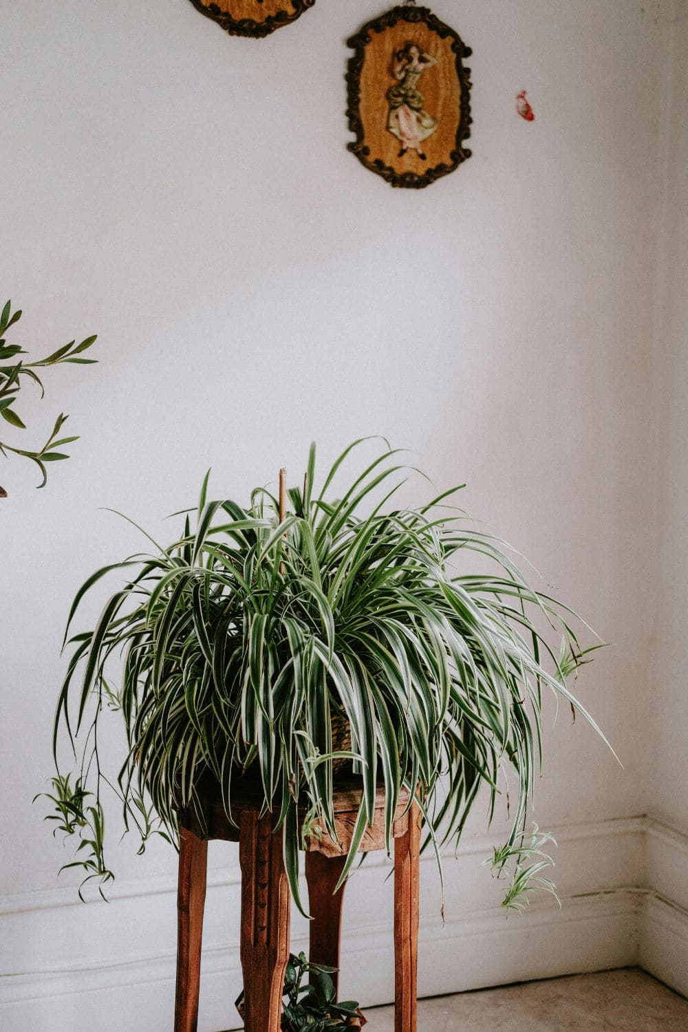 Photo Of Spider Plant